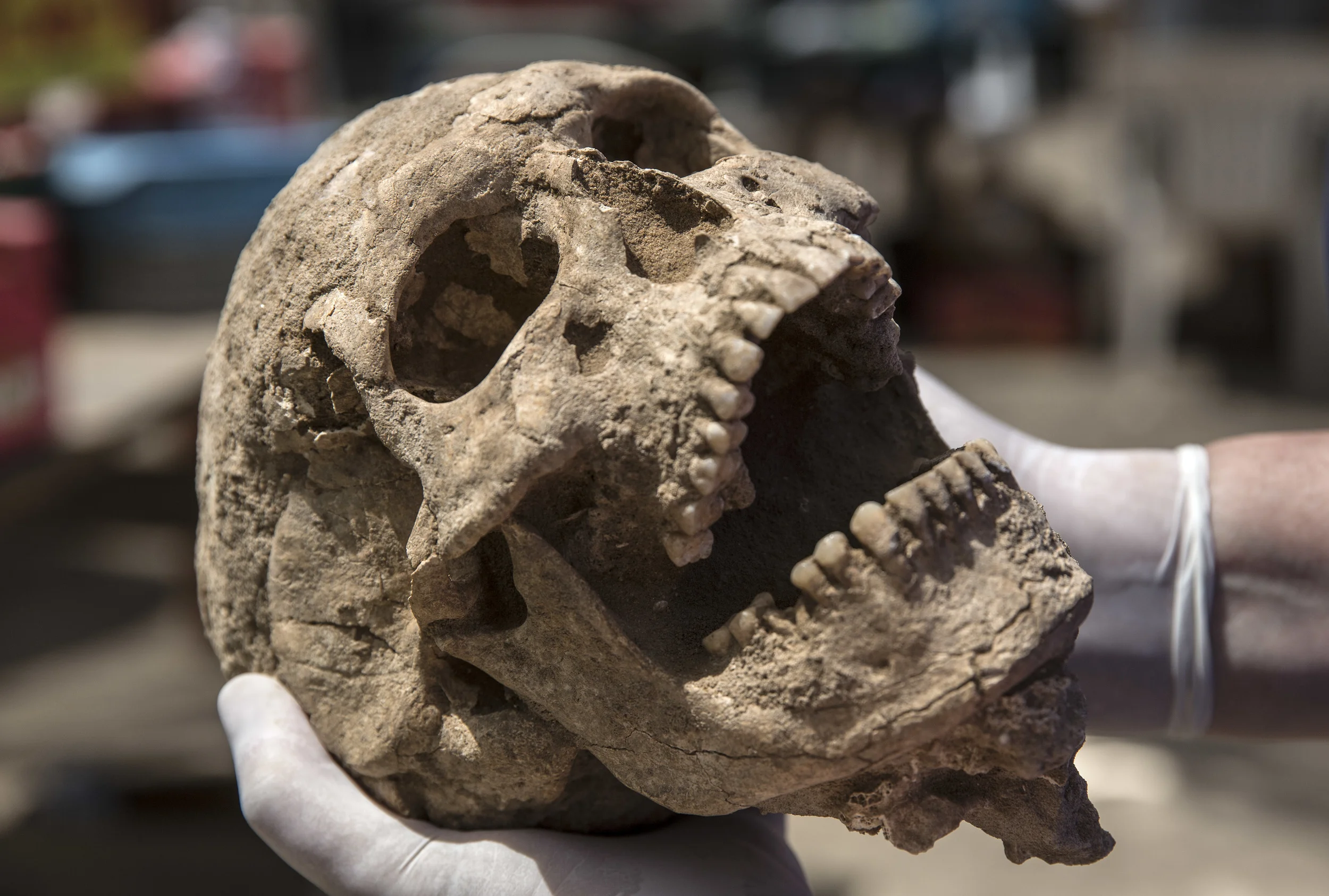  Skull from a 10th-9th century BC burial in the excavation of the Philistine cemetery by the Leon Levy Expedition to Ashkelon  ©Tsafrir Abayov/Leon Levy Expedition 