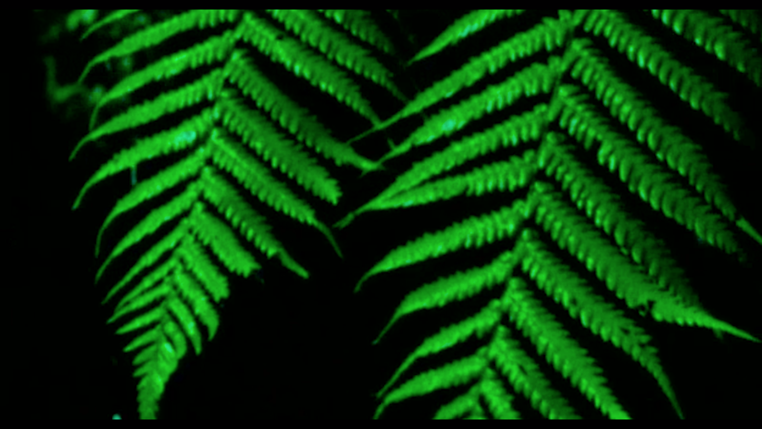 Screen Shot 2019-04-04 at 9.24.06 AM.png