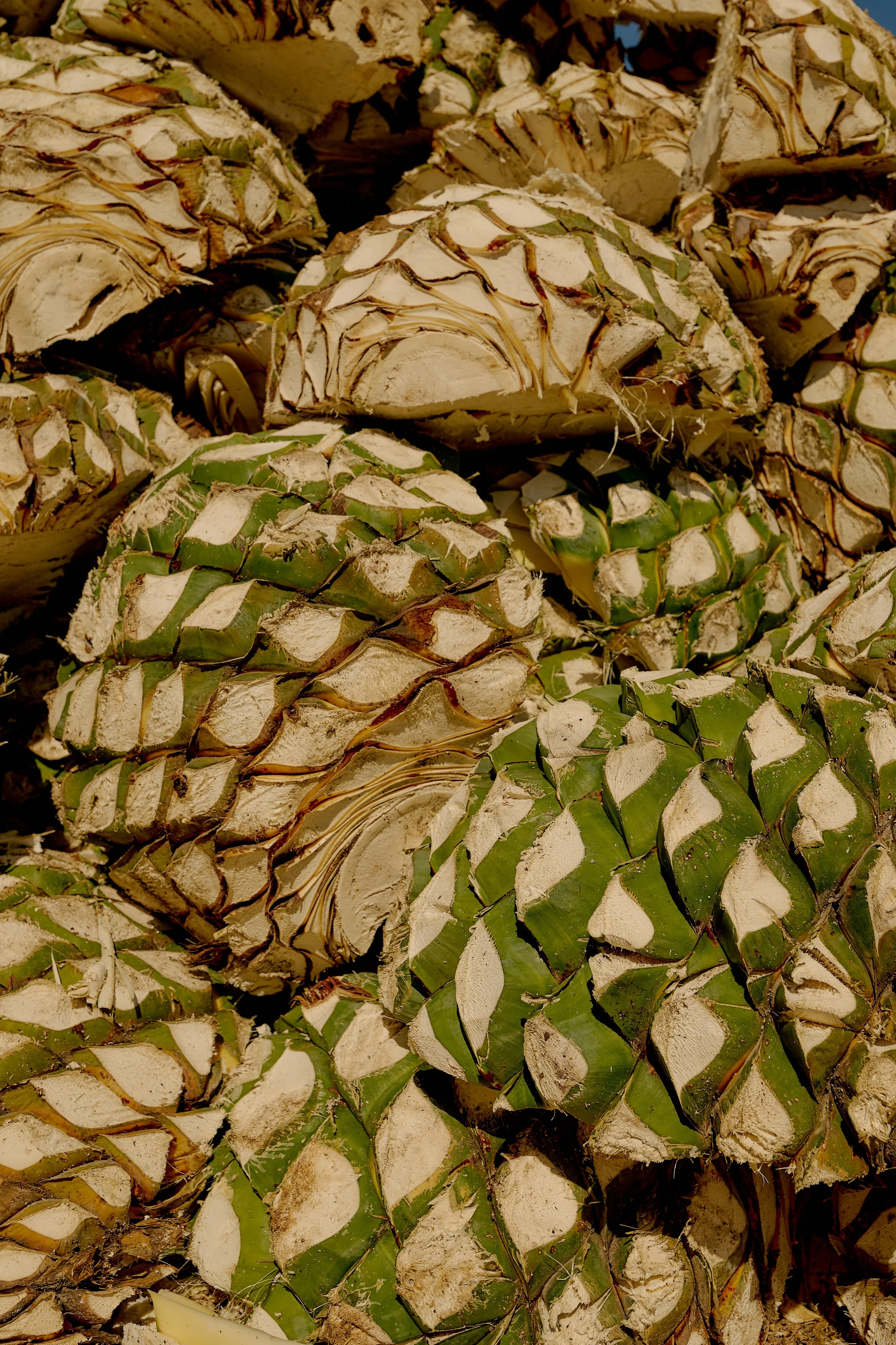 CarettoDeOro-EmSchultzPhoto-8 copy.jpg