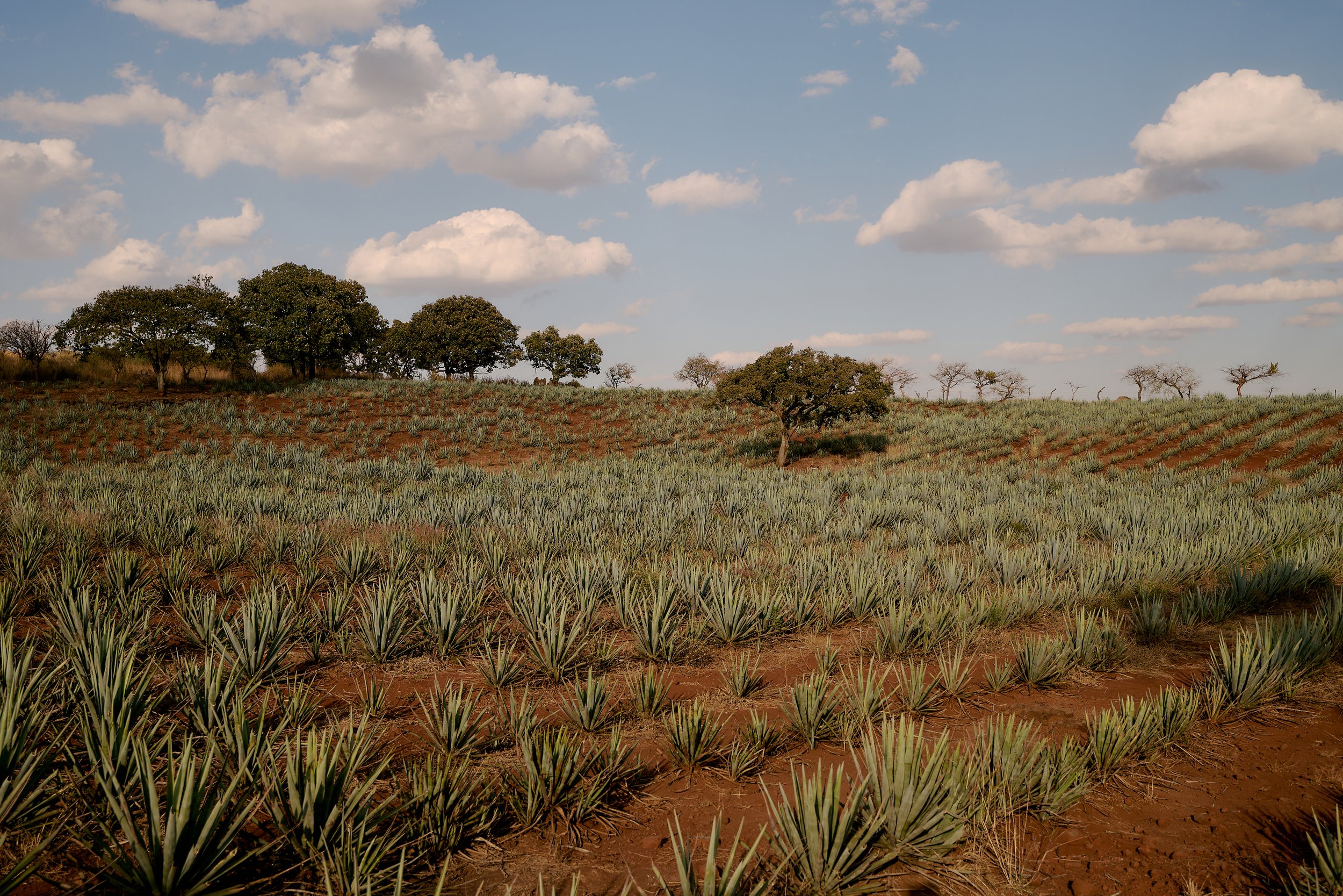 CarettoDeOro-EmSchultzPhoto-98 copy.jpg