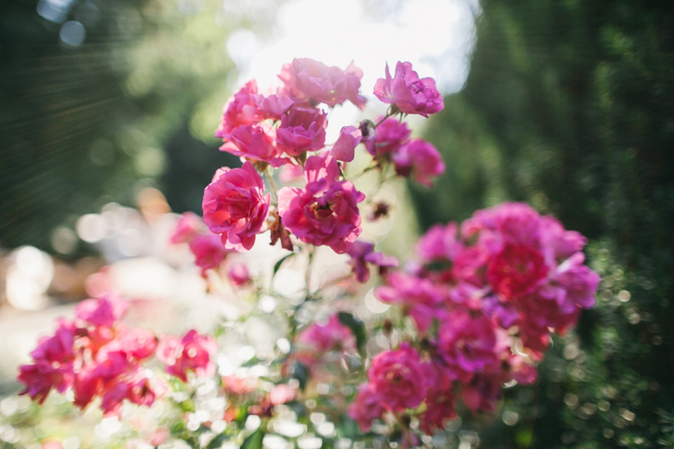 BrieMullin_PortlandPhotographer_0365.jpg