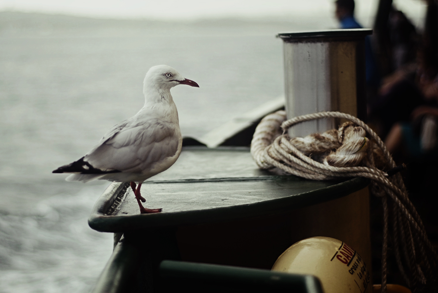 'stumpy' the seagull who hitched a ride with us