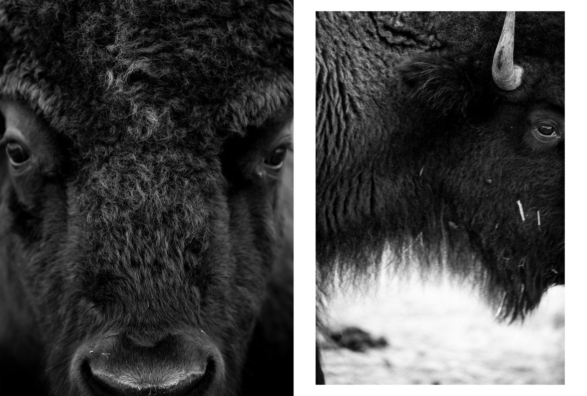 Bison, Pawnee Bill's Ranch Pawnee, Oklahoma