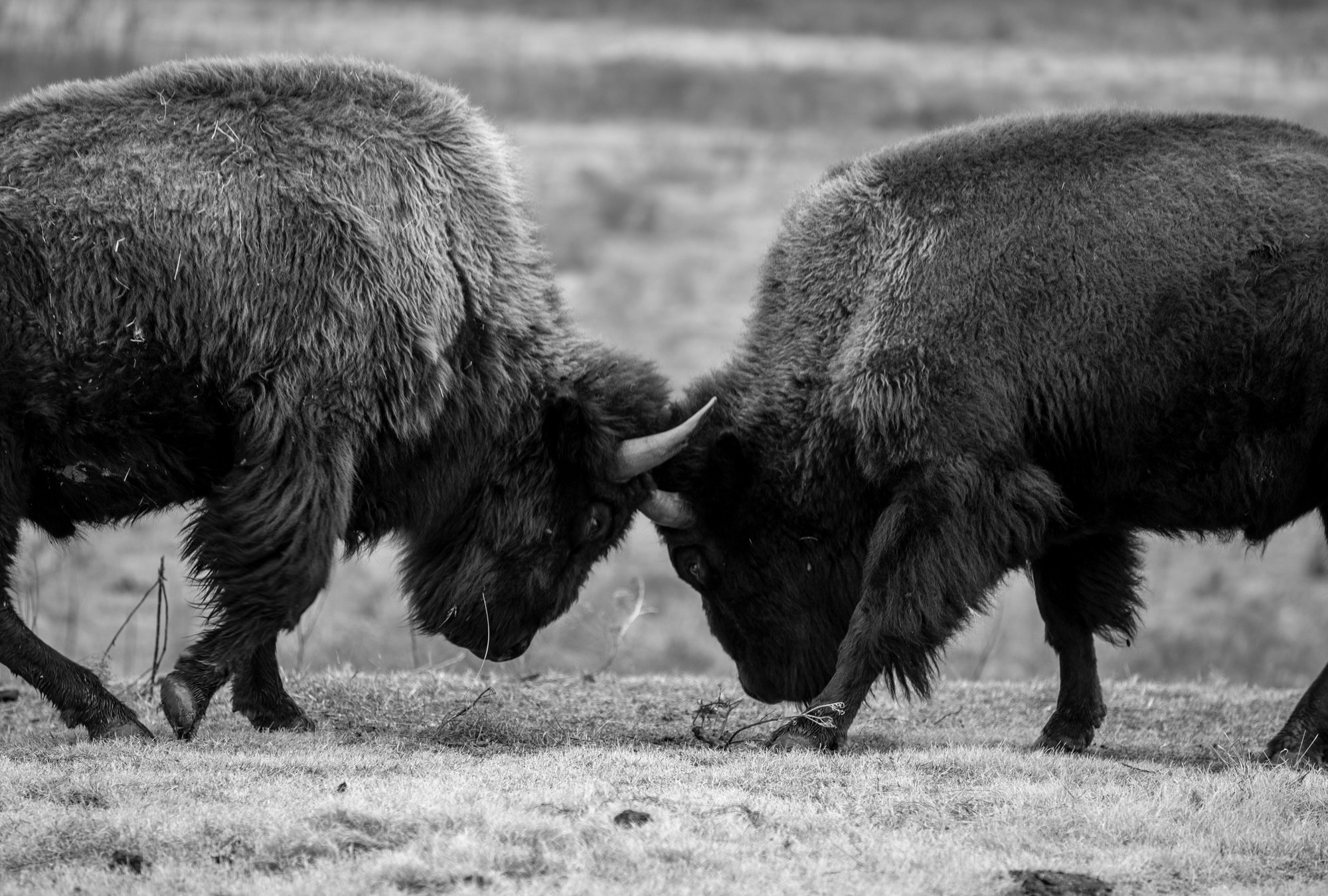 Bison, Pawnee Bill's Ranch Pawnee, Oklahoma