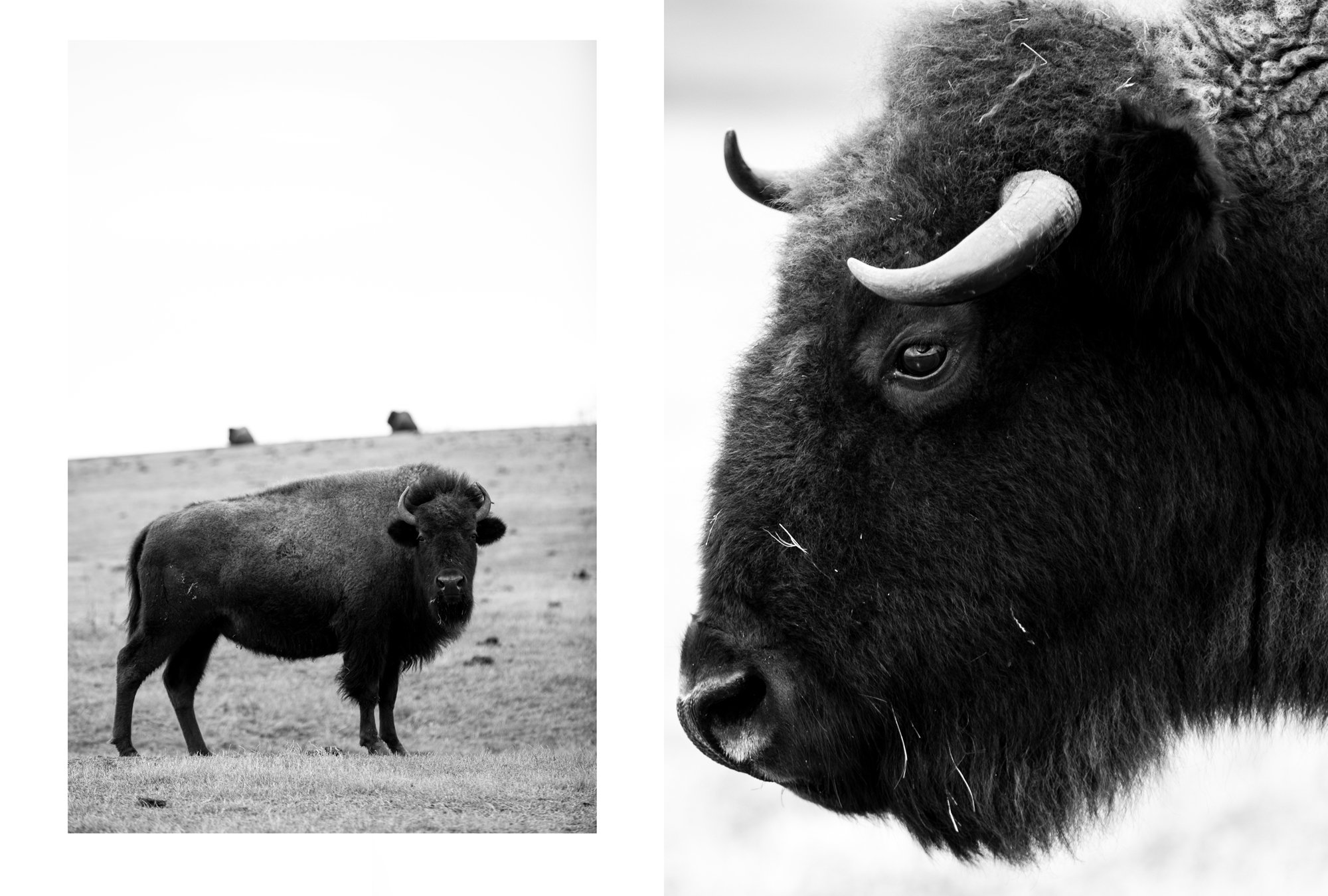 Bison, Pawnee Bill's Ranch Pawnee, Oklahoma