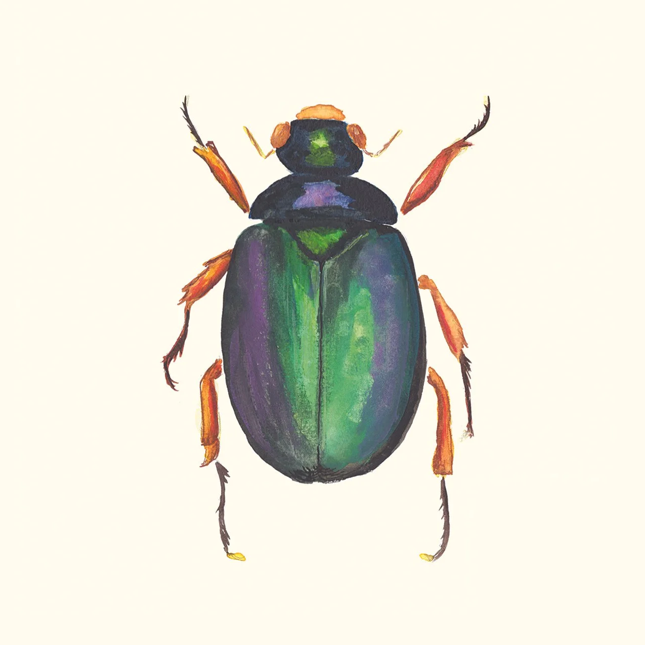 3-beetle.jpg