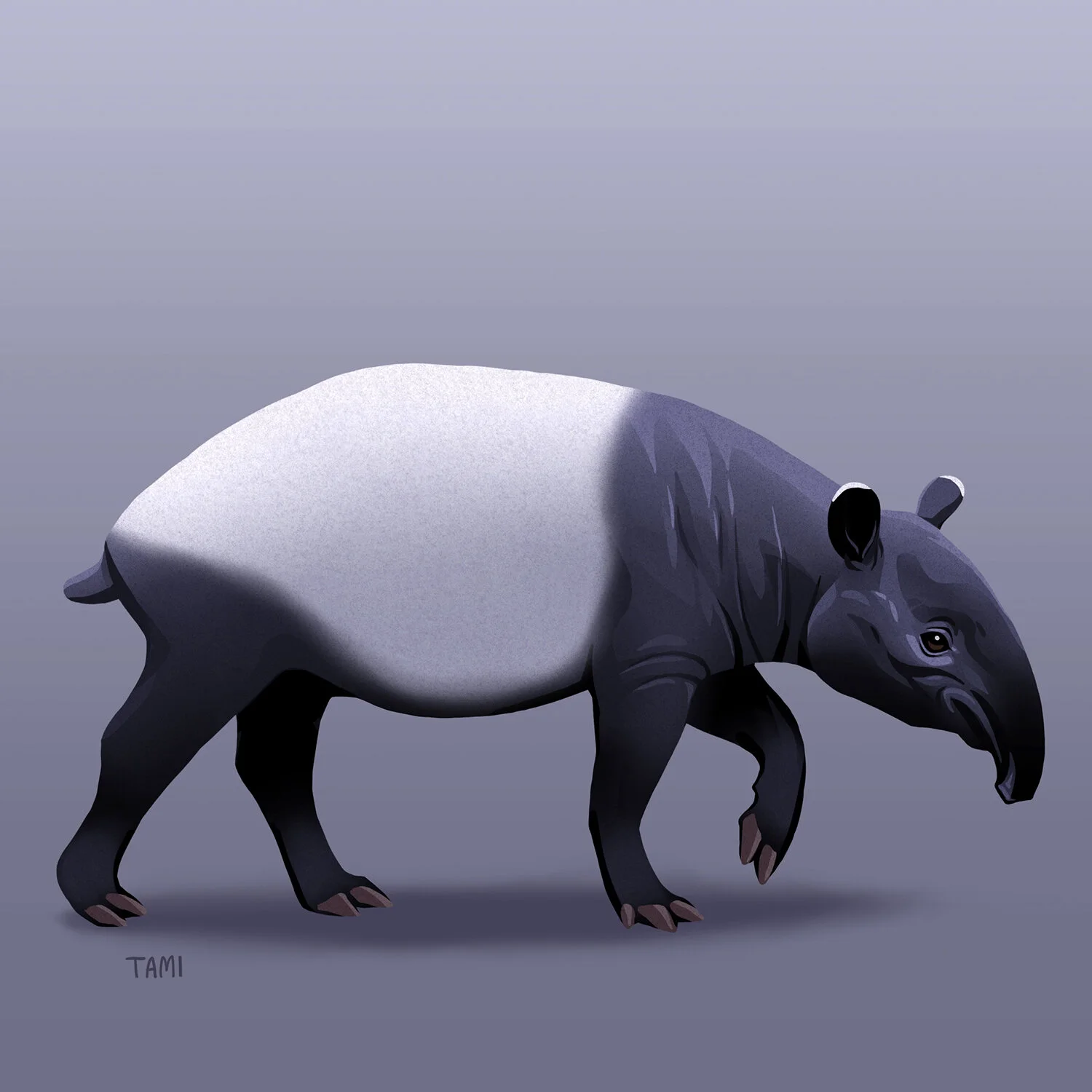 malayan_tapir.jpg
