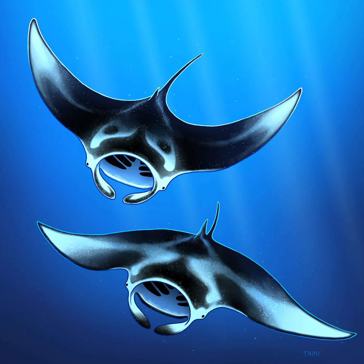 Manta_Ray.jpg