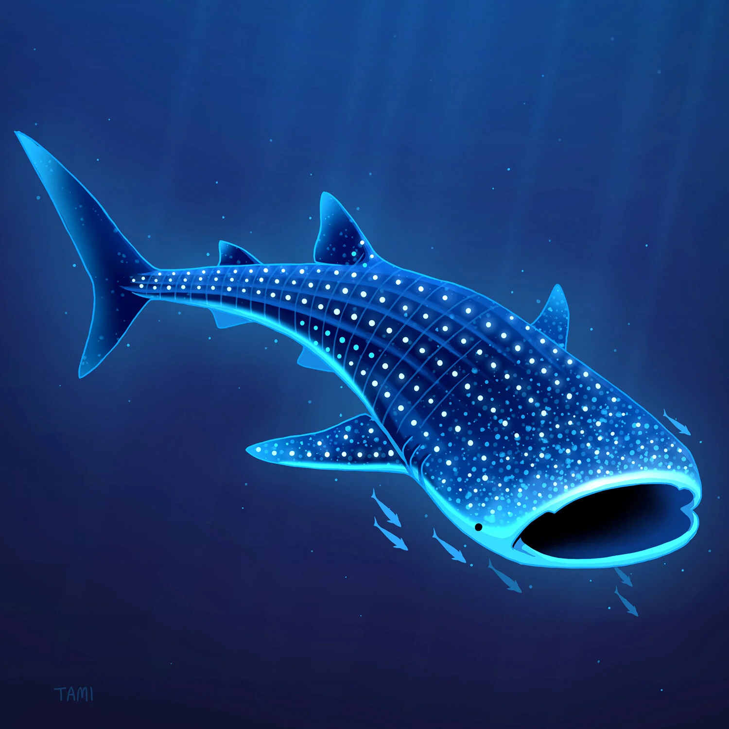 whale_shark.jpg