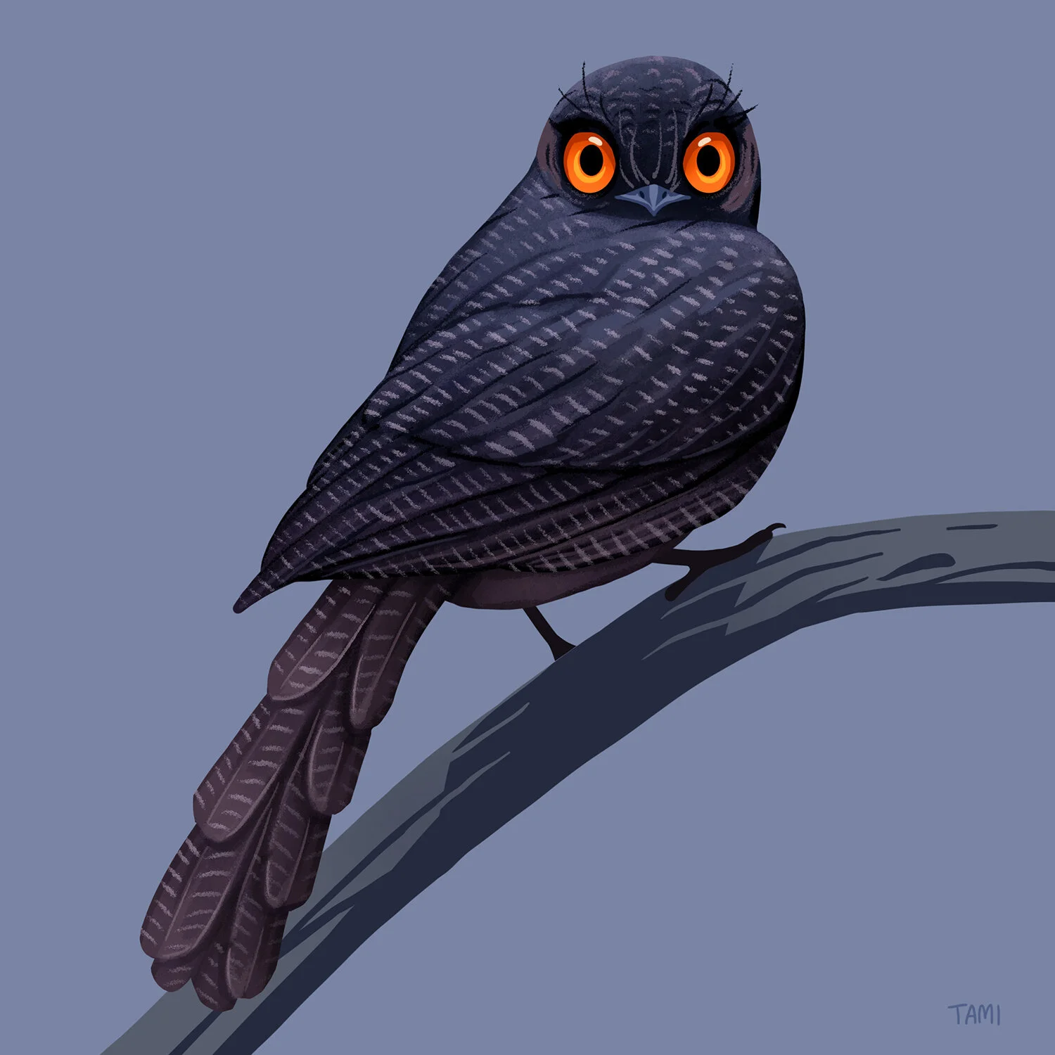 newcaledonian_owlet_nightjar.jpg