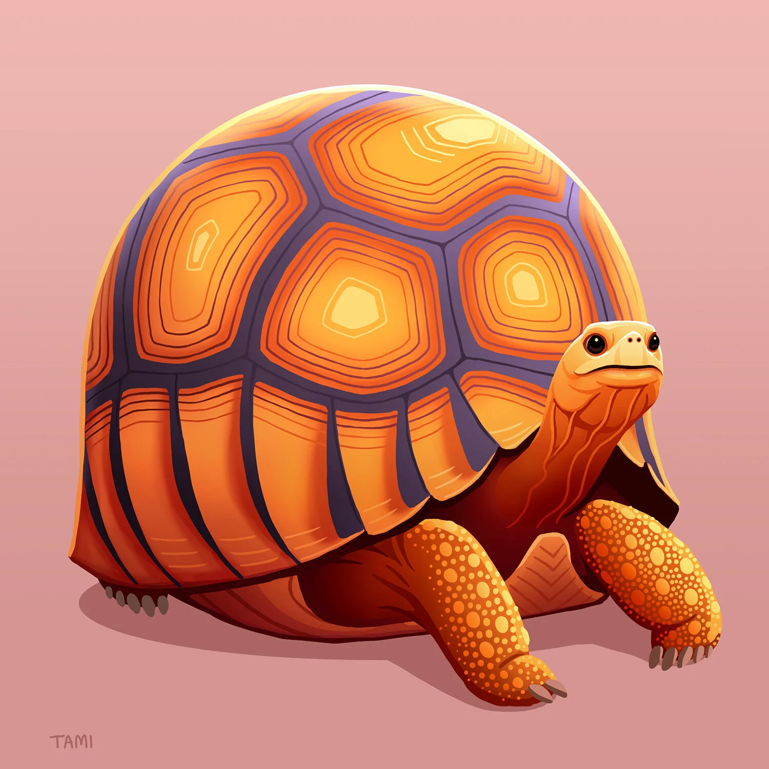 ploughshare_tortoise.jpg
