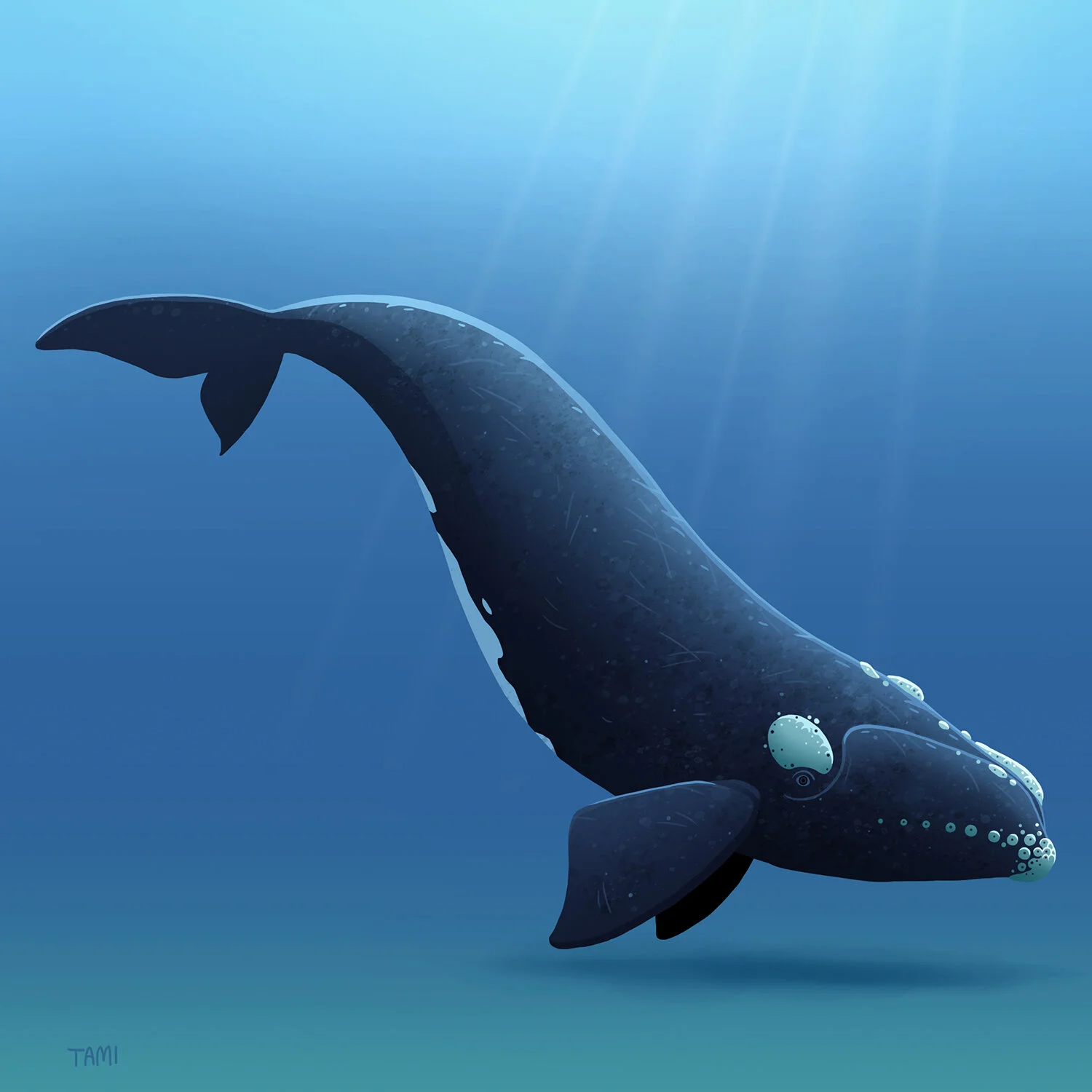 northatlantic_right_whale.jpg
