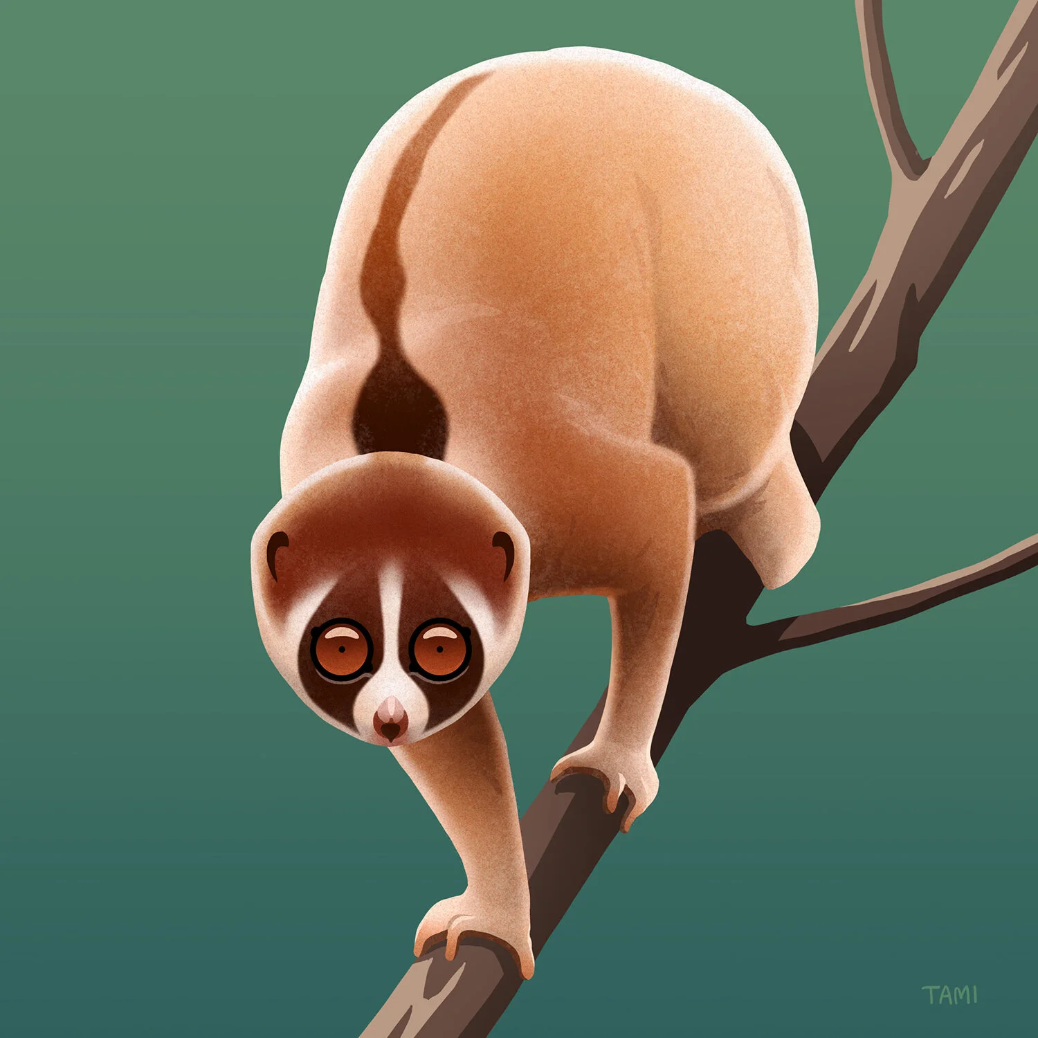 slow_loris.jpg