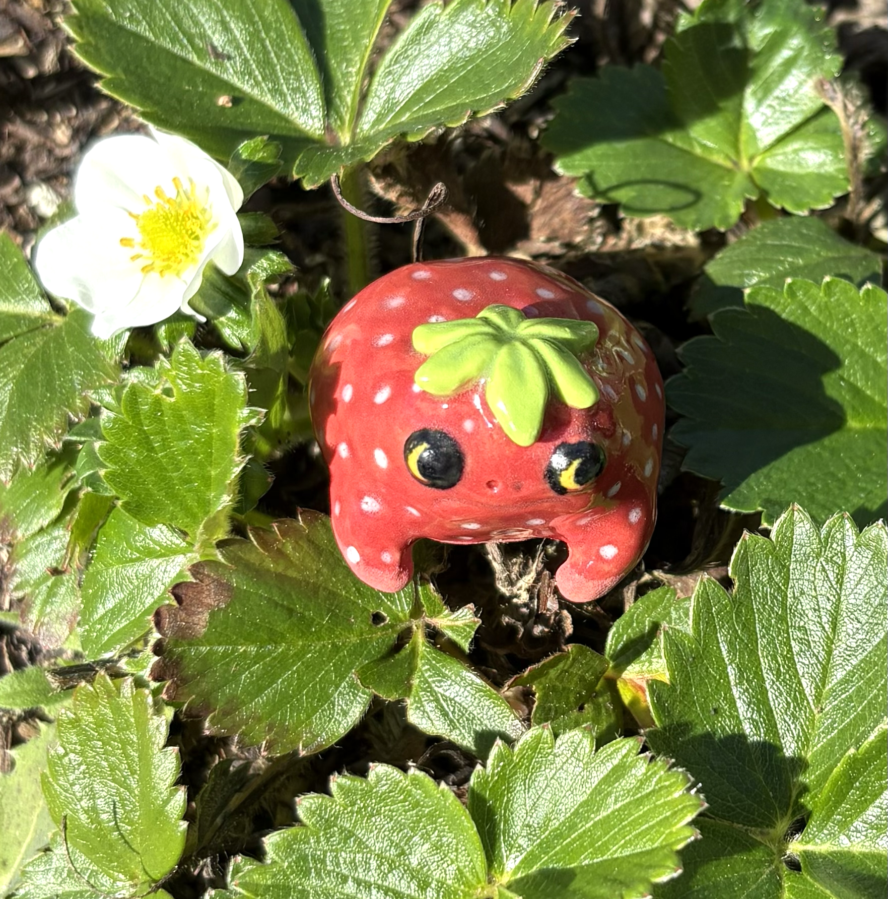 Strawberry Frog