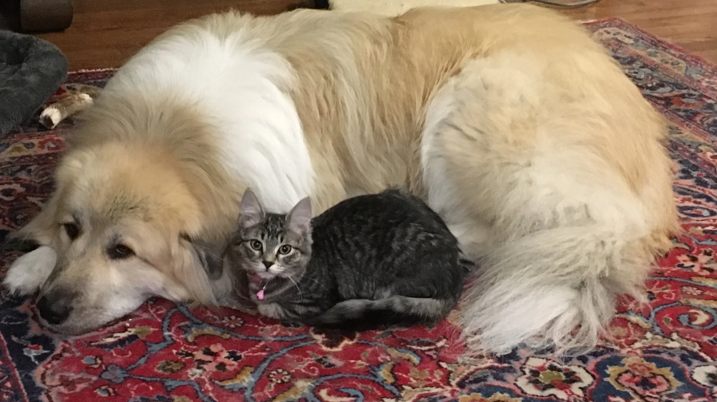 laika and Veruca.jpg