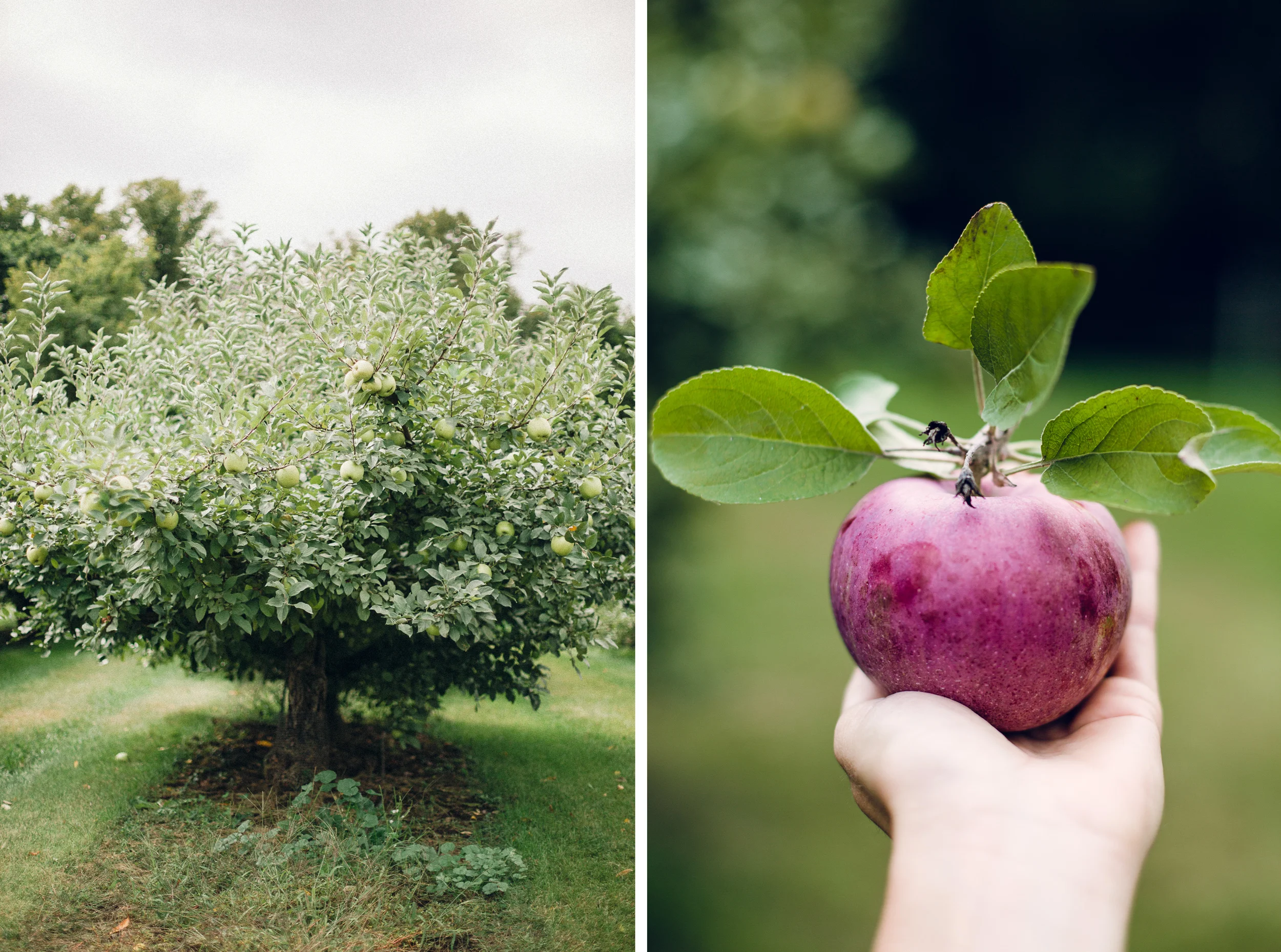 appleorcharddip1-2.jpg