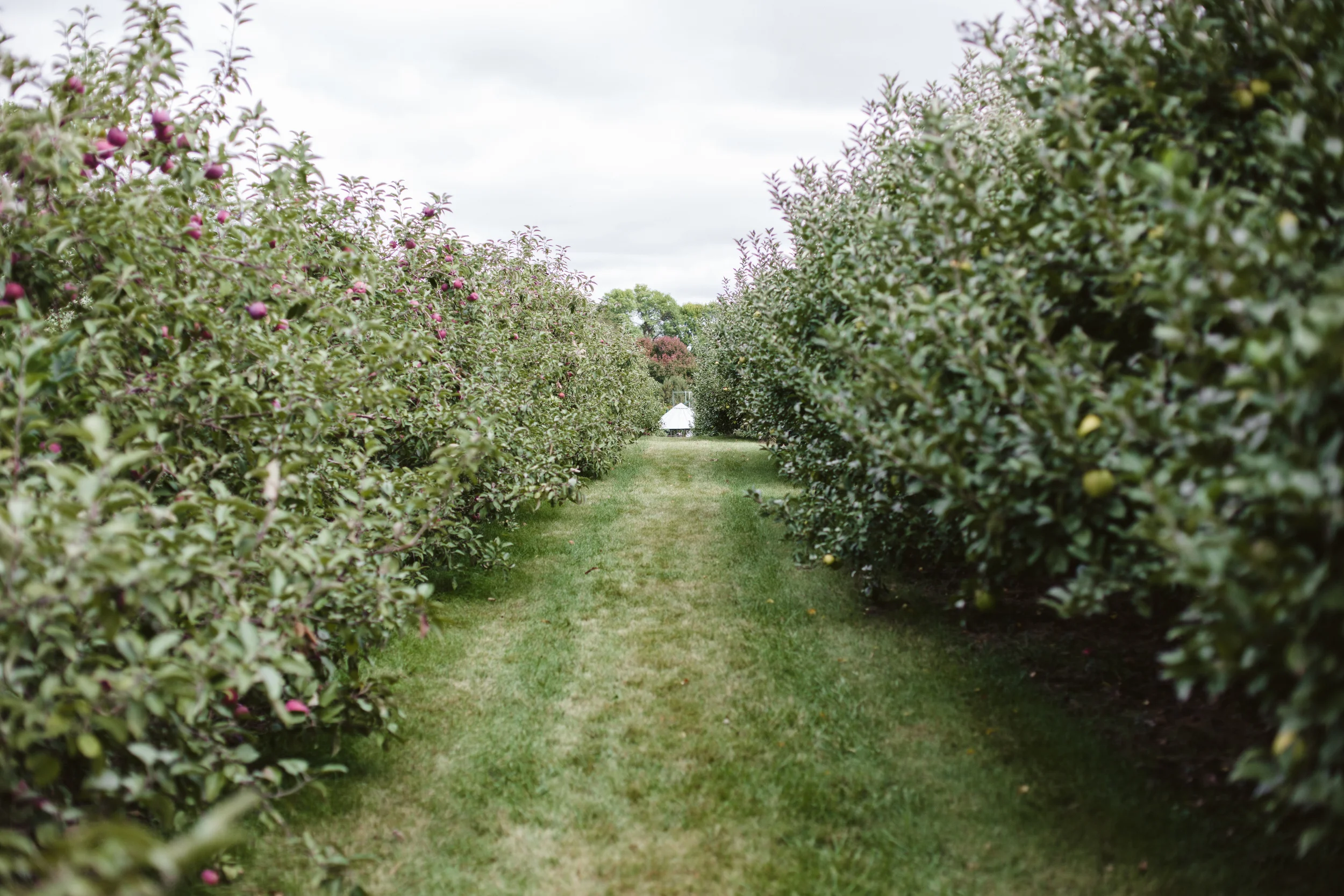appleorchard0913.jpg