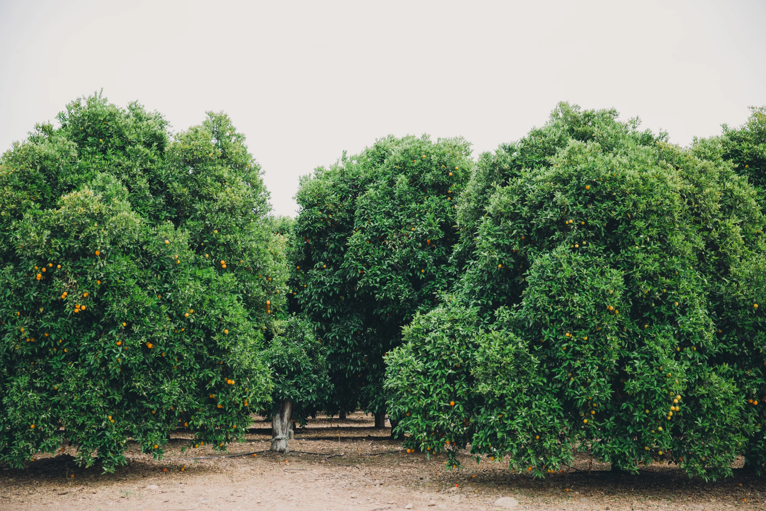 Ojai_0414-30.jpg