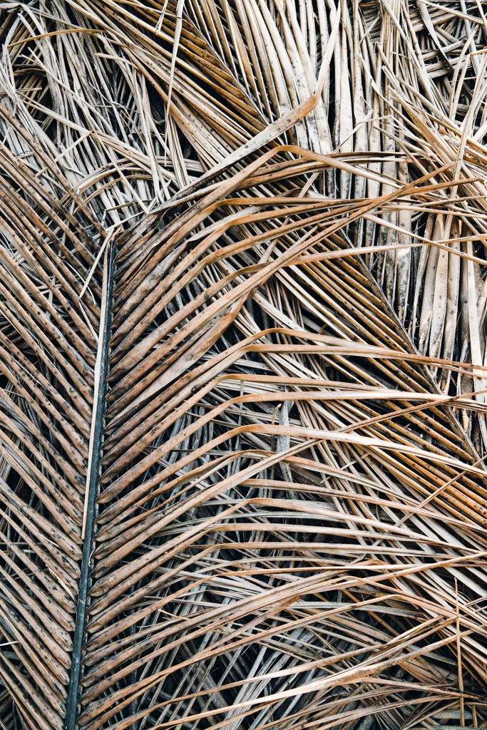 1603_Thailand_CoconutSugar-1.jpg