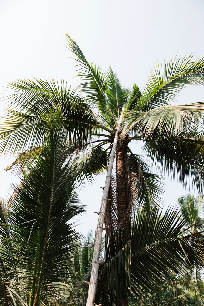 1603_Thailand_CoconutSugar-2.jpg