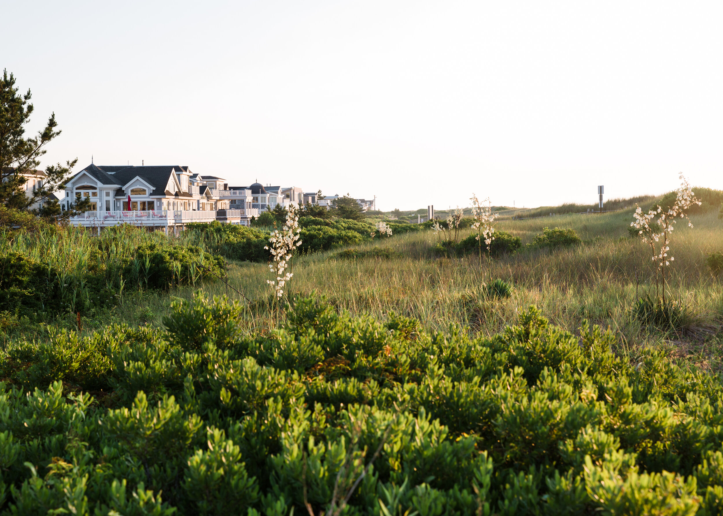 ©AshleySullivanPhotography_Avalon_Dunes_Coastal.jpg