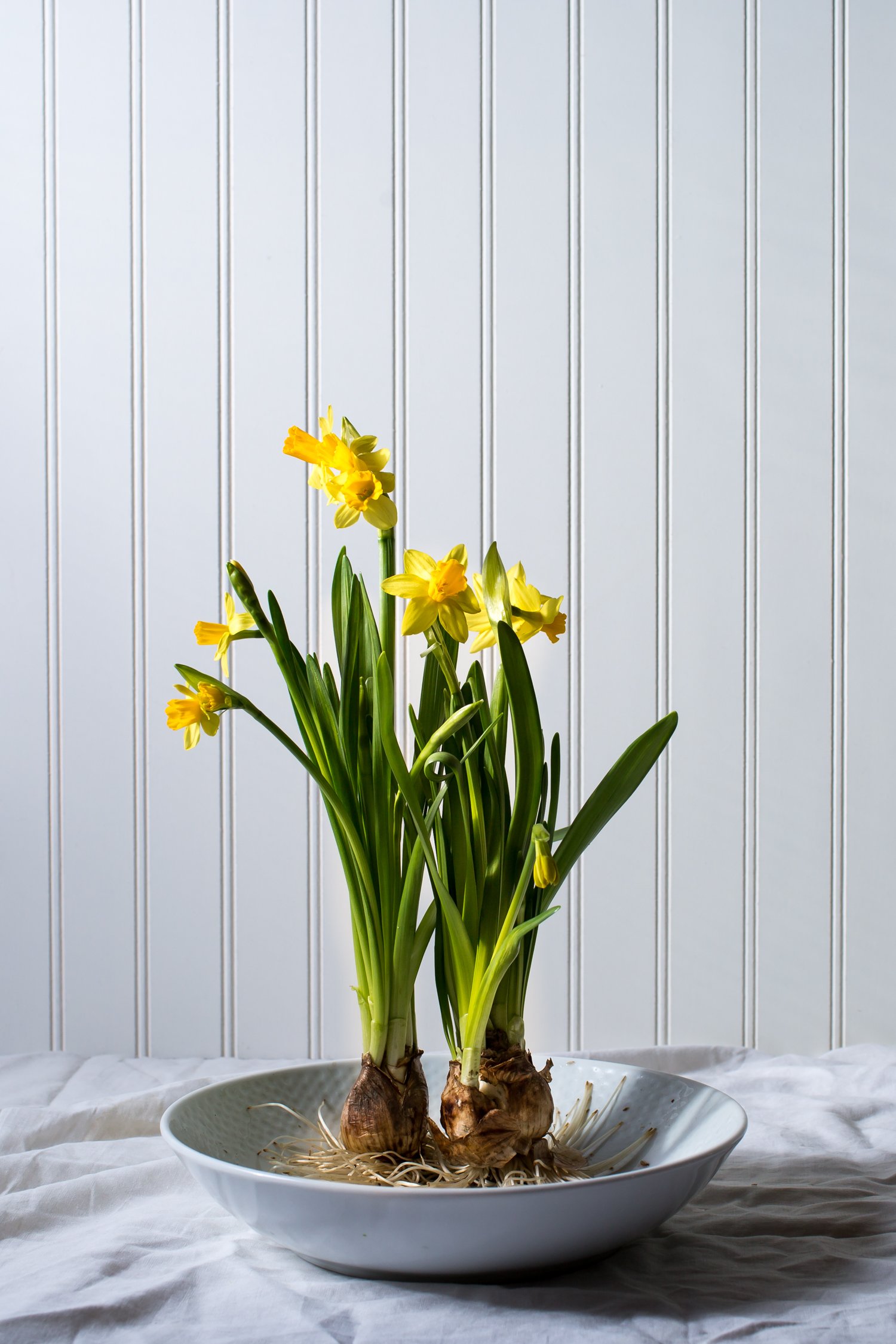 220331_Daffodils-155-3.jpg