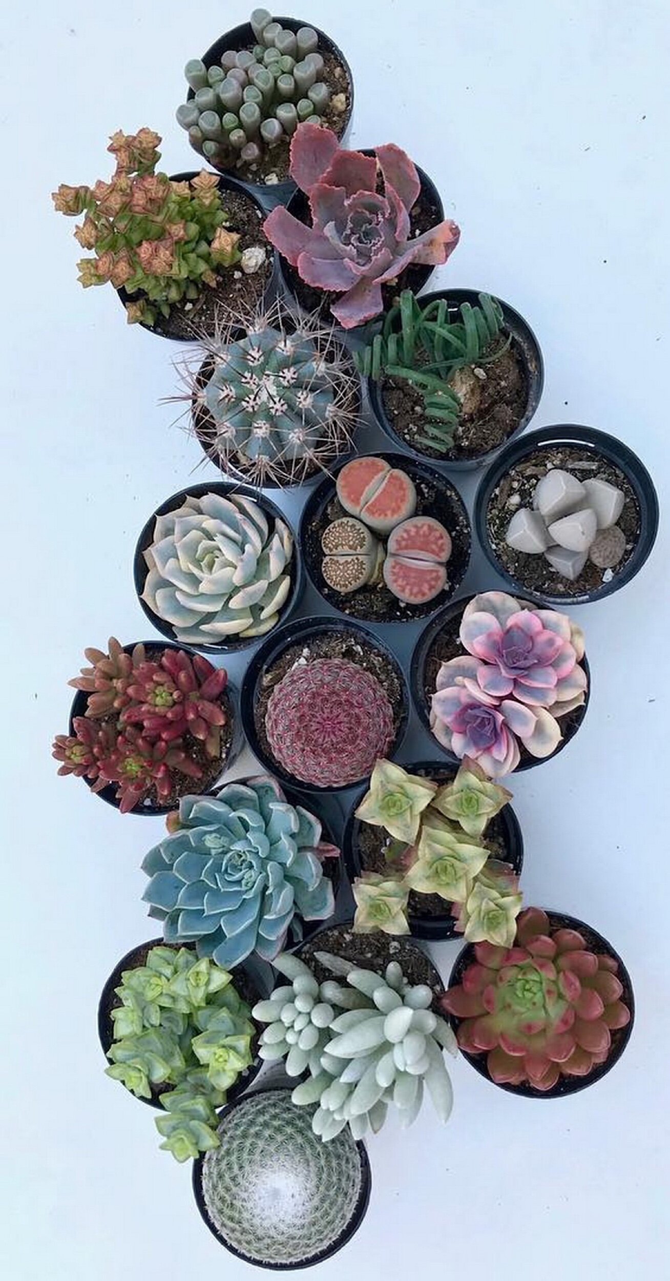 50 Gorgeous Succulent Garden Ideas @fairyblooms