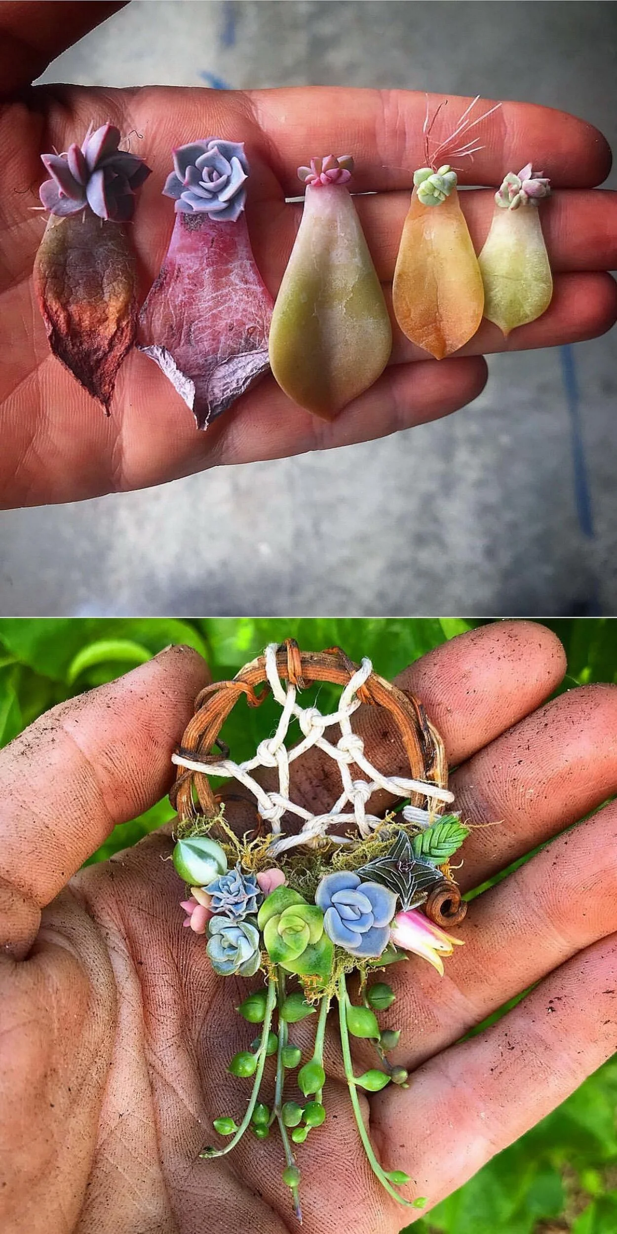 Stunning Succulent Gardens @fairyblooms