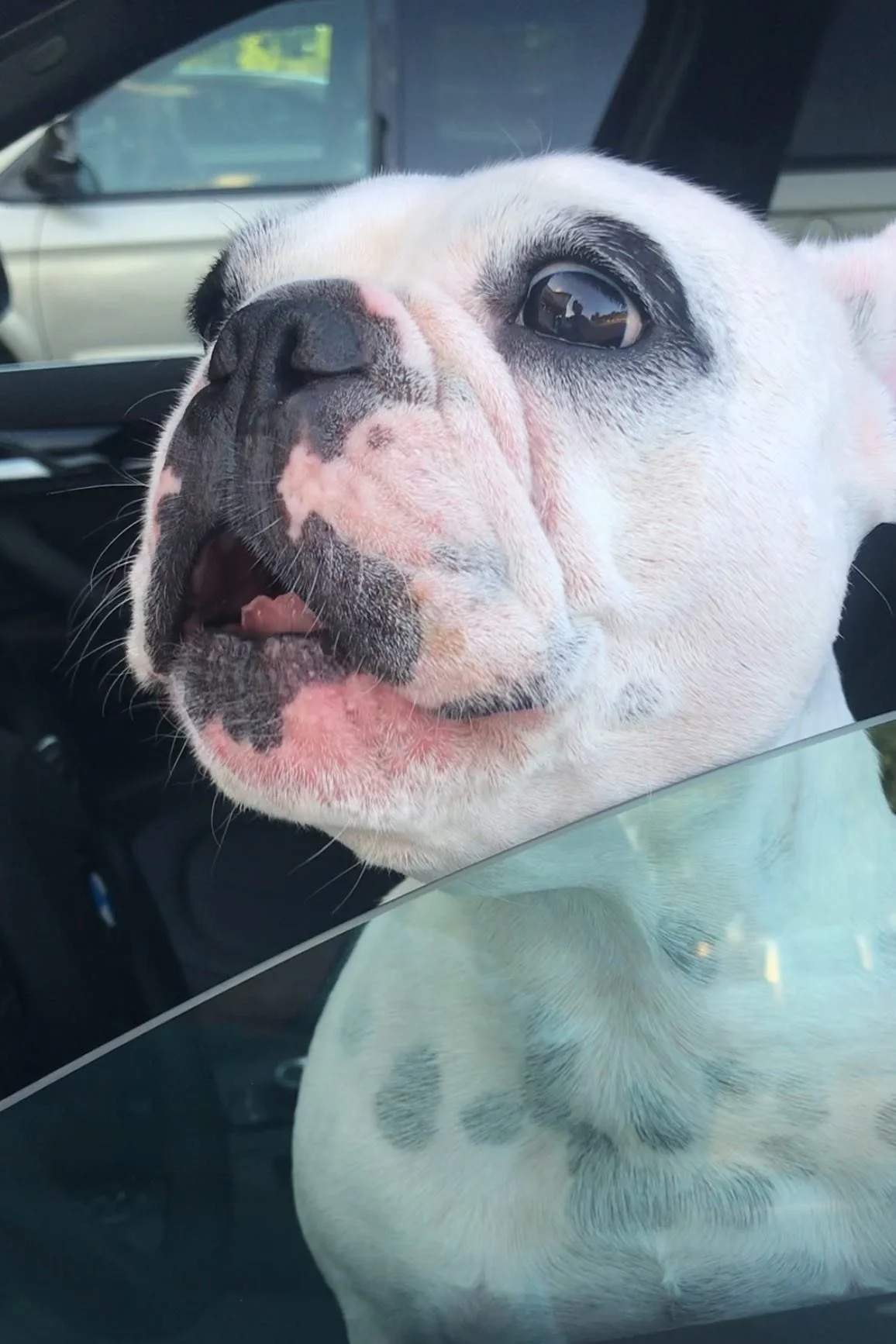 Walter Geoffrey the Frenchie: A Howling Sensation 🐾