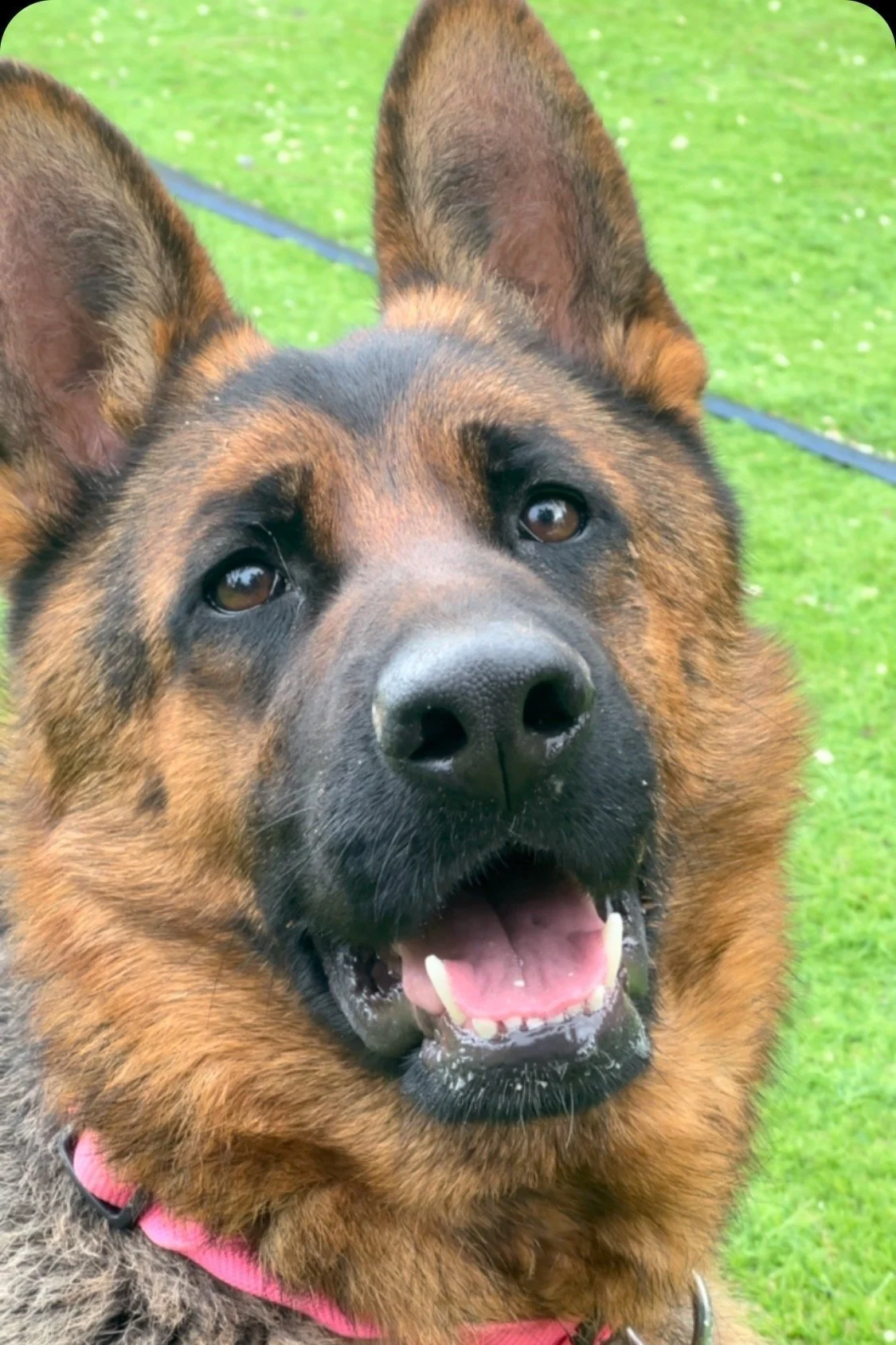 Unleashing Joy: The World of Una K9