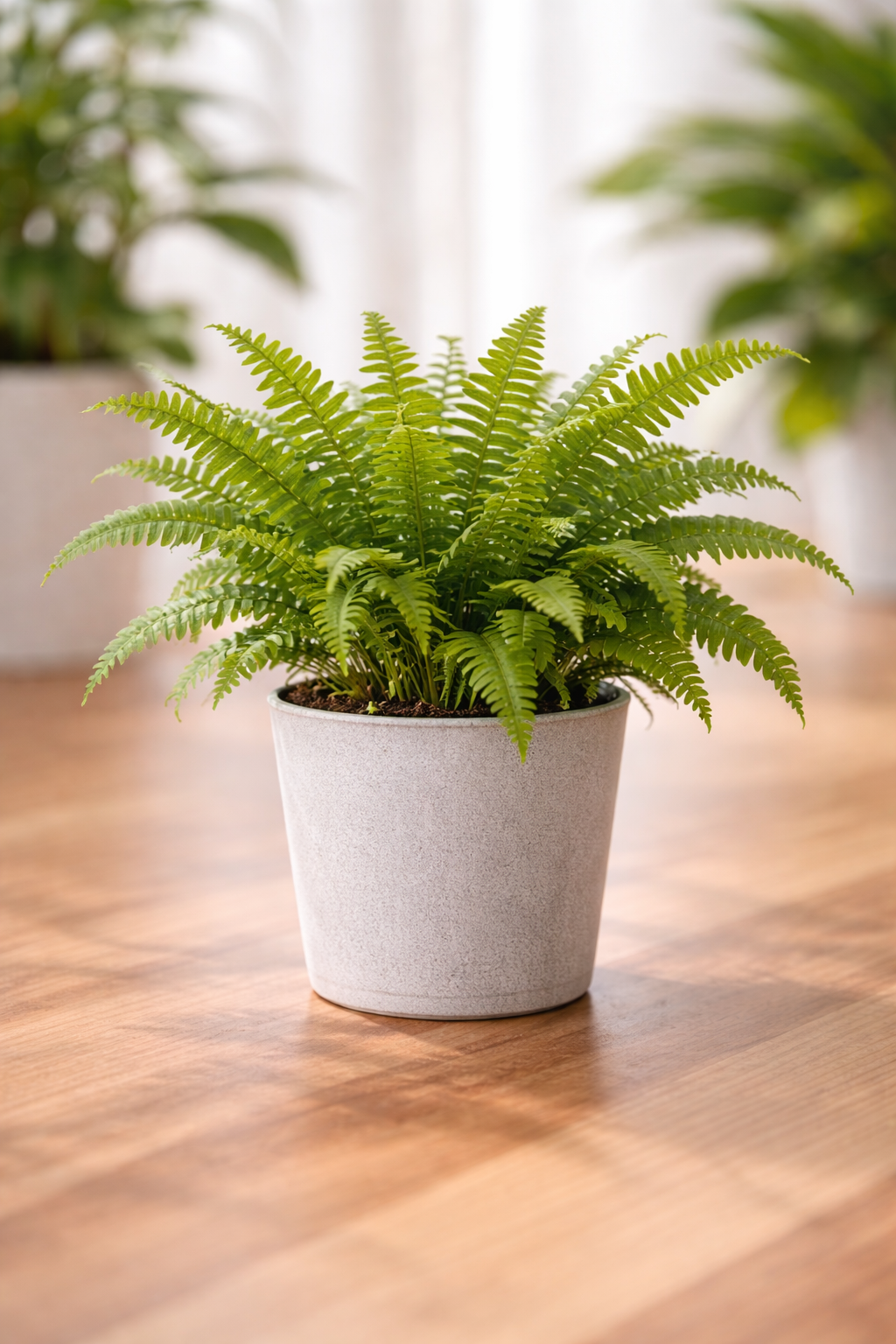 The Soft Architecture of Green: Living with a Boston Fern Indoors