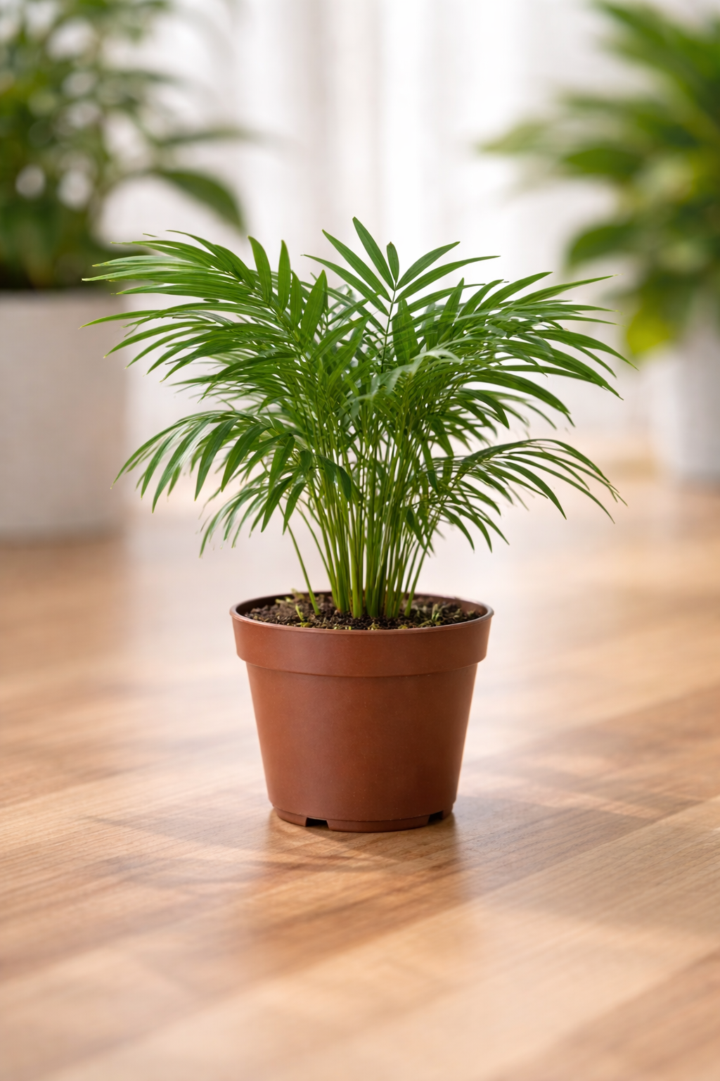 The Quiet Elegance of the Parlor Palm: A Living Relic for Modern Rooms