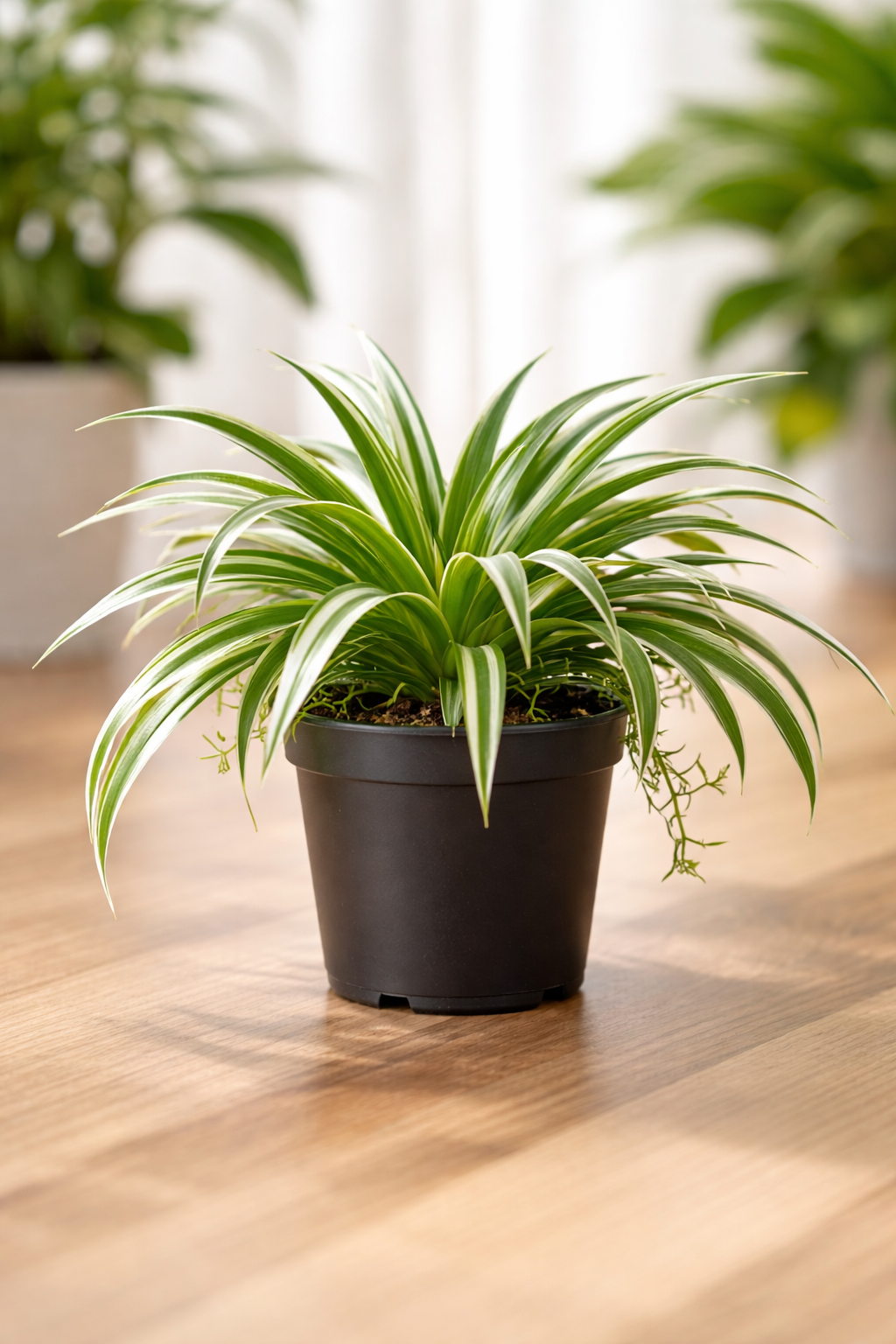 The Quiet Architecture of Green: Living With a Spider Plant