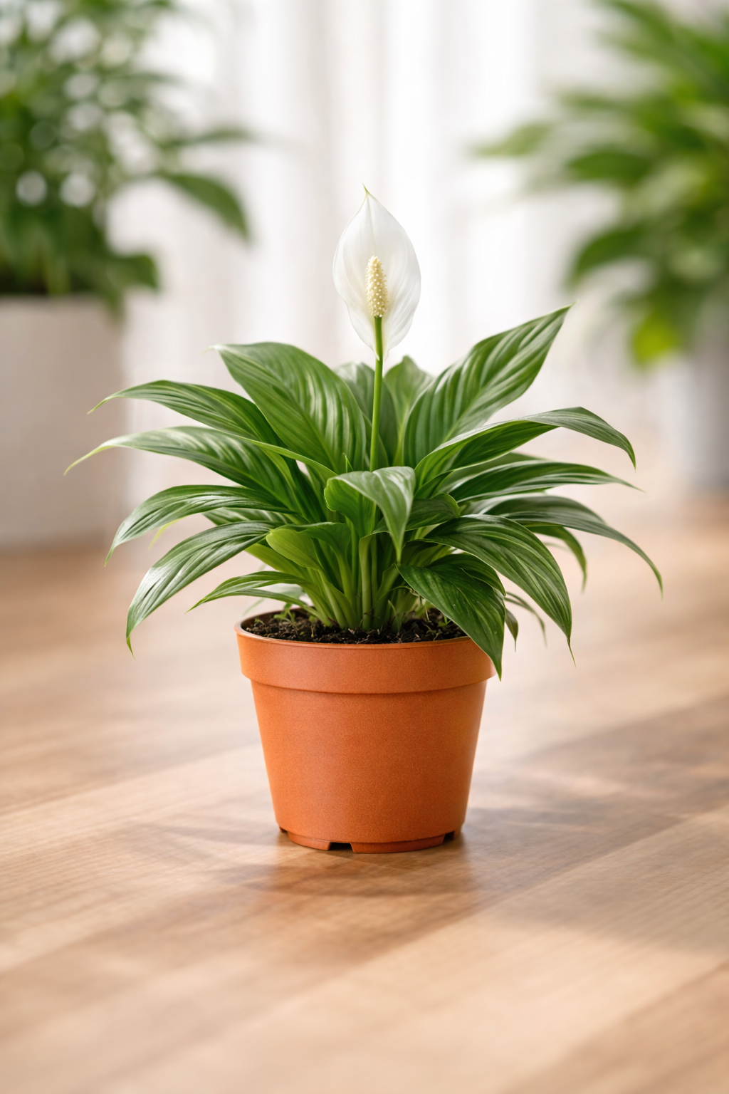 White Flame, Green Shadow: Why the Peace Lily Still Owns the Room