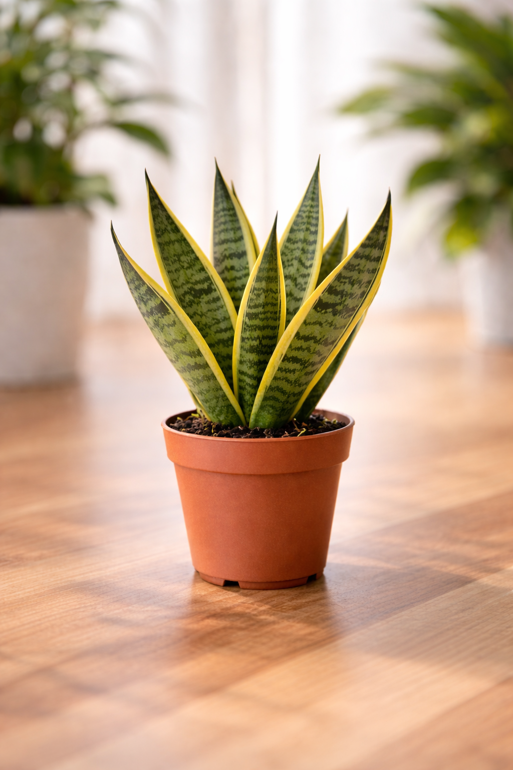 The Upright Pact: Living With a Snake Plant That Refuses to Be Fragile
