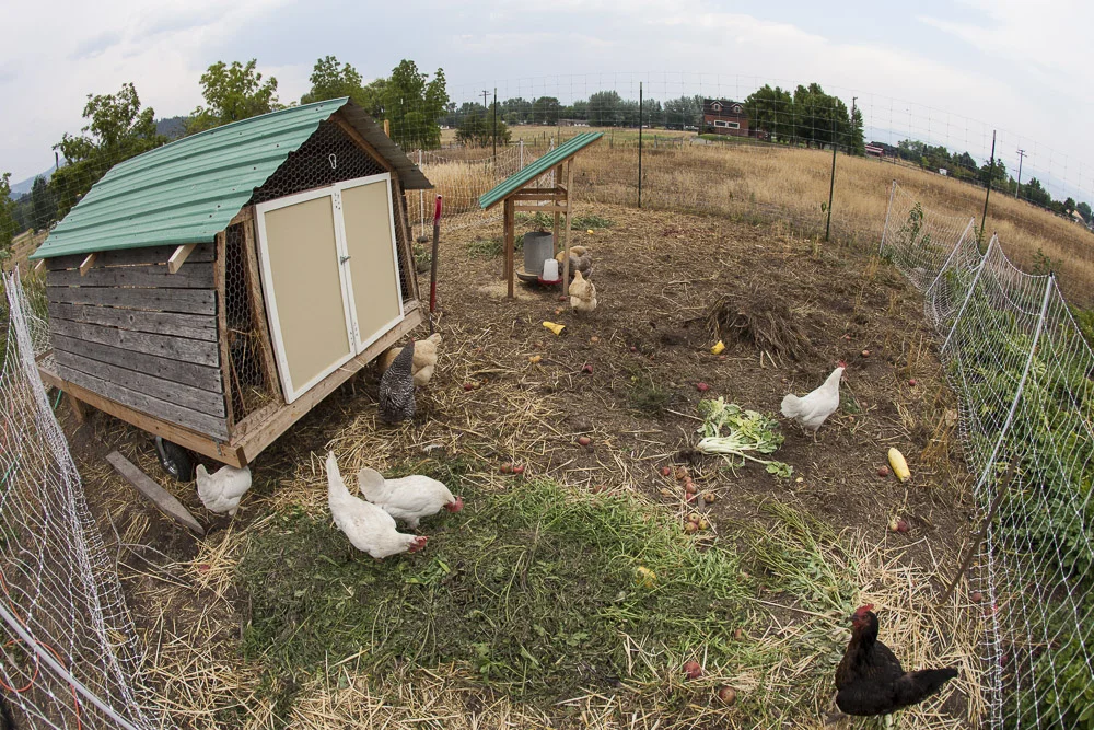 We believe in integrating animal systems into our diversified farming practices. These 21 chickens are shown in their mobile coop, inspired by farmer Eliot Coleman. The chicken manure falls on our recently cut grain and cover crop area.