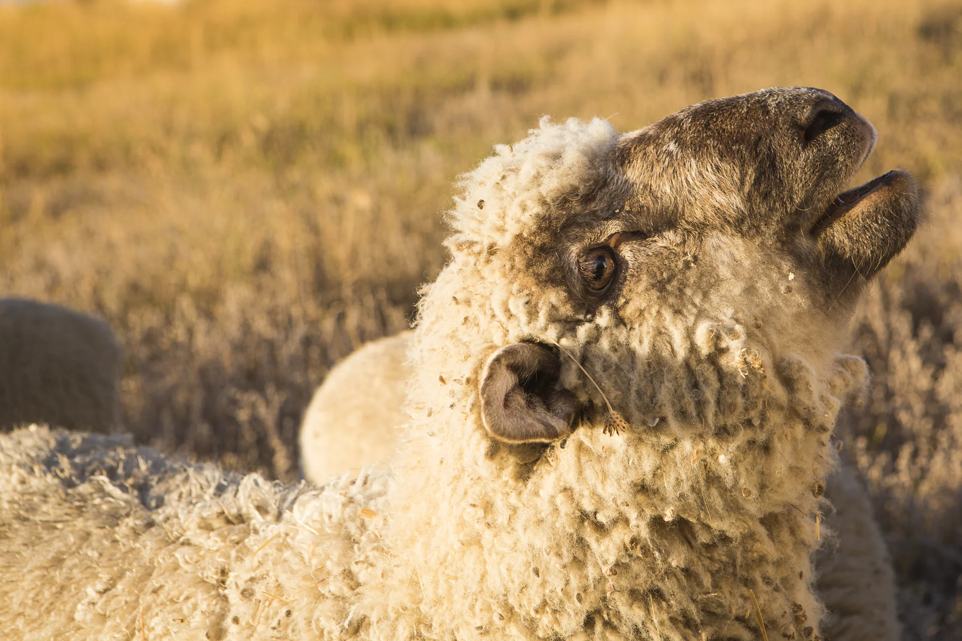 We call this member of our flock "The President," affectionately termed because the way this ram leads our entire flock and comes running to us.