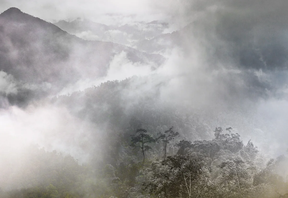 A forest landscape image made from a logging road in the interior of Borneo. Fruit trees that shelter community gardens are revealed as a rain storm passes. Image by Noah.
