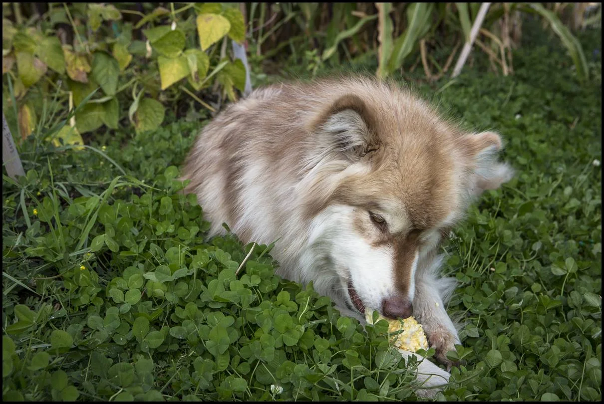During the chaotic distraction, Malaya (our husky), helps herself to an ear of sweet corn from one of our harvest baskets.