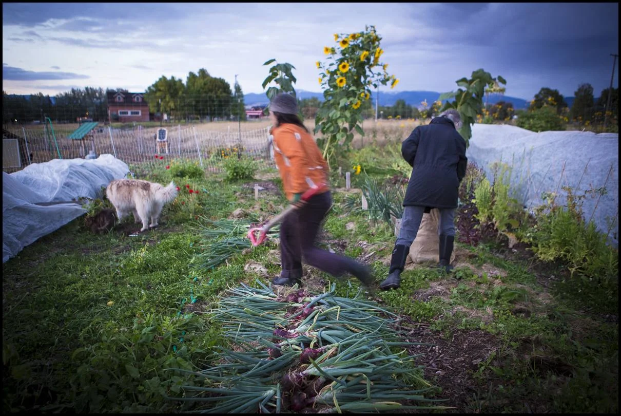 With a frost literally on the horizon, and with snow in the distance, we work to pull squash, onions, and cover our most sensitive food crops.