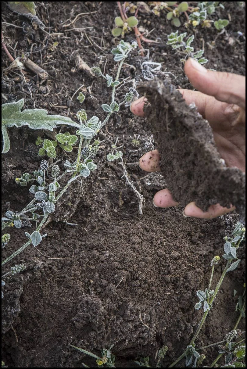 The next morning, we inspect the soil to see how deep the frost line has penetrated. 