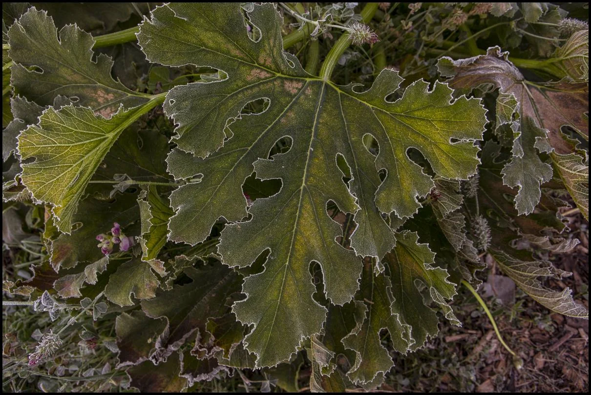Some of our plants, such as this spaghetti squash, glint with the lines of ice and the colorful pigments of an entire season of growing. 