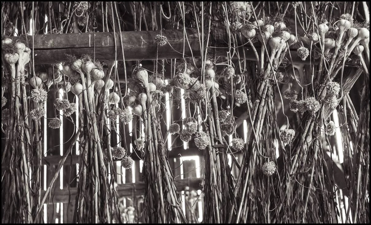 Garlic drying in the barn of friends in Wisconsin. They brought us bulbs to plant from the stock they have been growing for years. Photo by Noah.