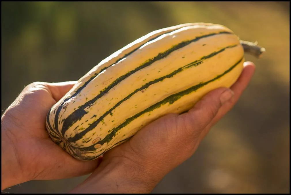 delicata.jpg