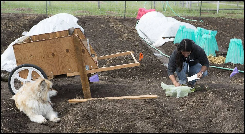 Mary separates onion starts and prepares to plant in one of our raised beds.