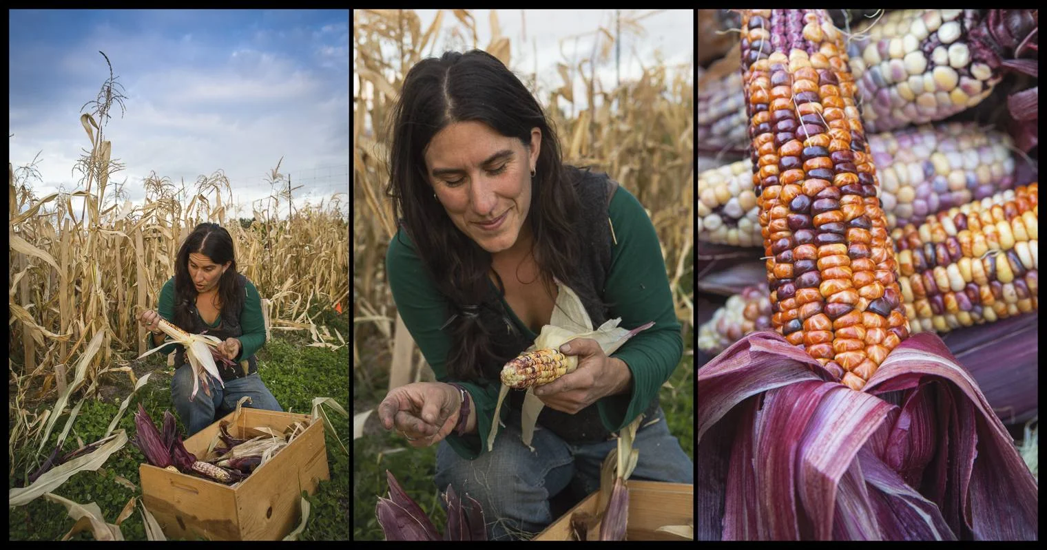 corn-harvest.jpg
