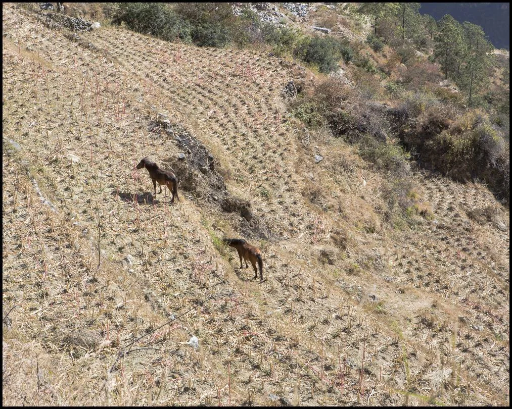 Horses, some of Tibetan origin, graze along the contours of a freshly harvested field. Harvesting is done by hand and with small, walking tractors.