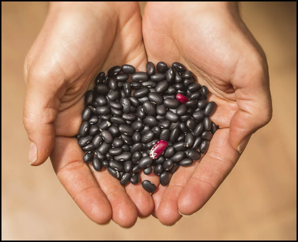 A double handful of Black Turtle Beans, and two stray Jacob's Cattle Beans, straight from the garden. 