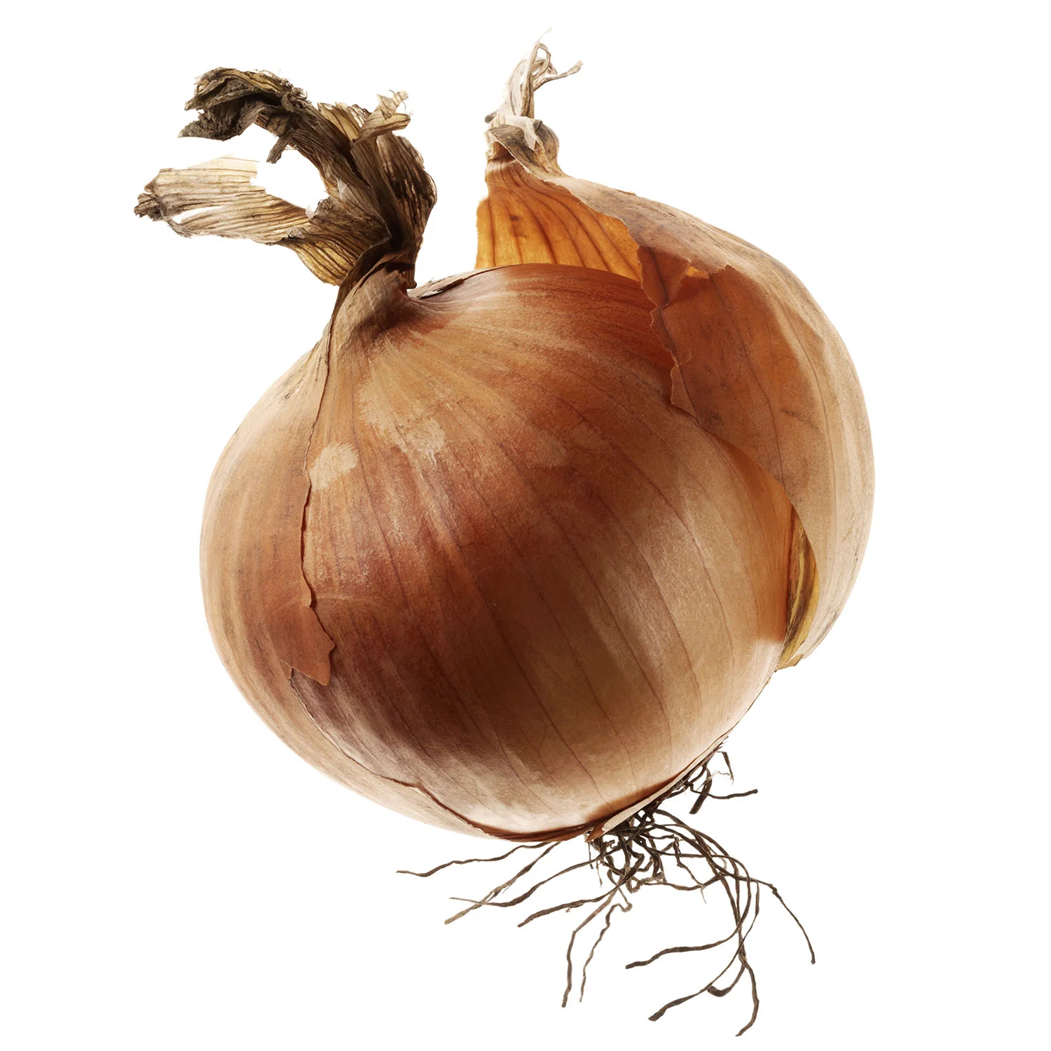 Food Photography Photographer London UK Onion