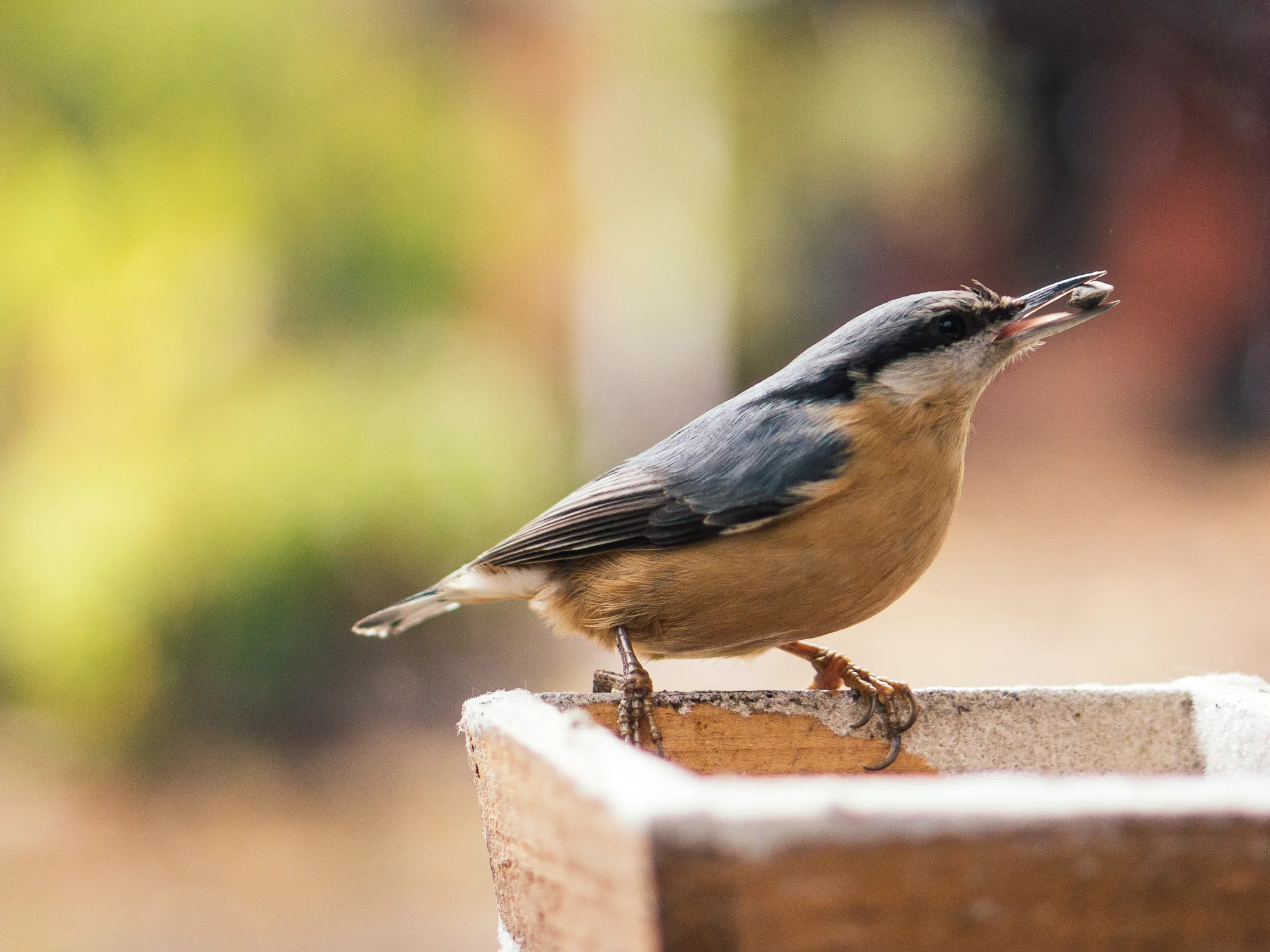 plumed visit